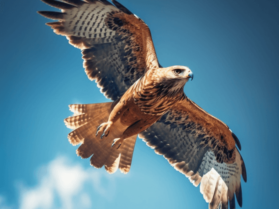 harperh_below_view_of_a_hawk_flying_in_a_clear_blue_sky_388d9f28-3291-46cb-a3ed-086f00506511-1-1.png